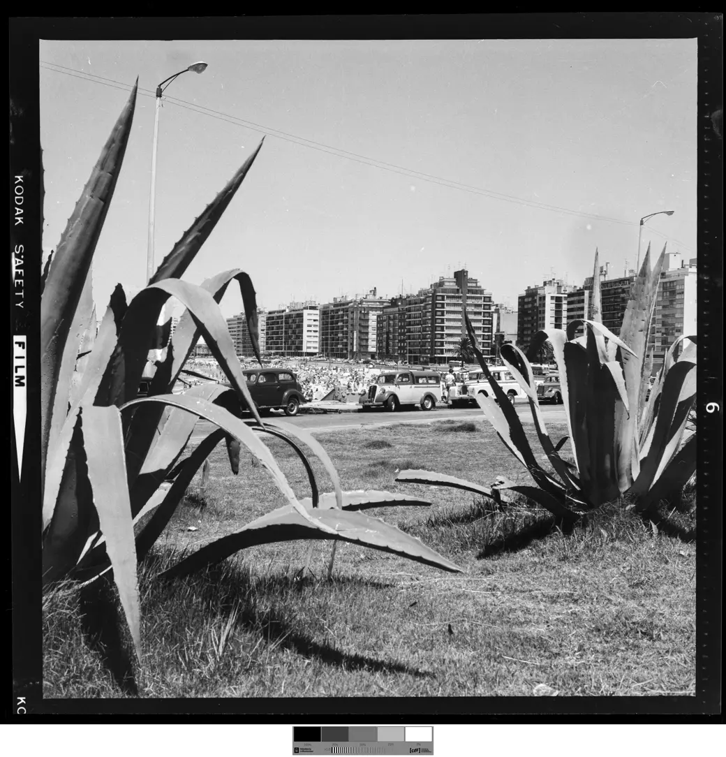 Historical photo, February 1971: Pocitos rambla with cars parked on the median and new towers behind.